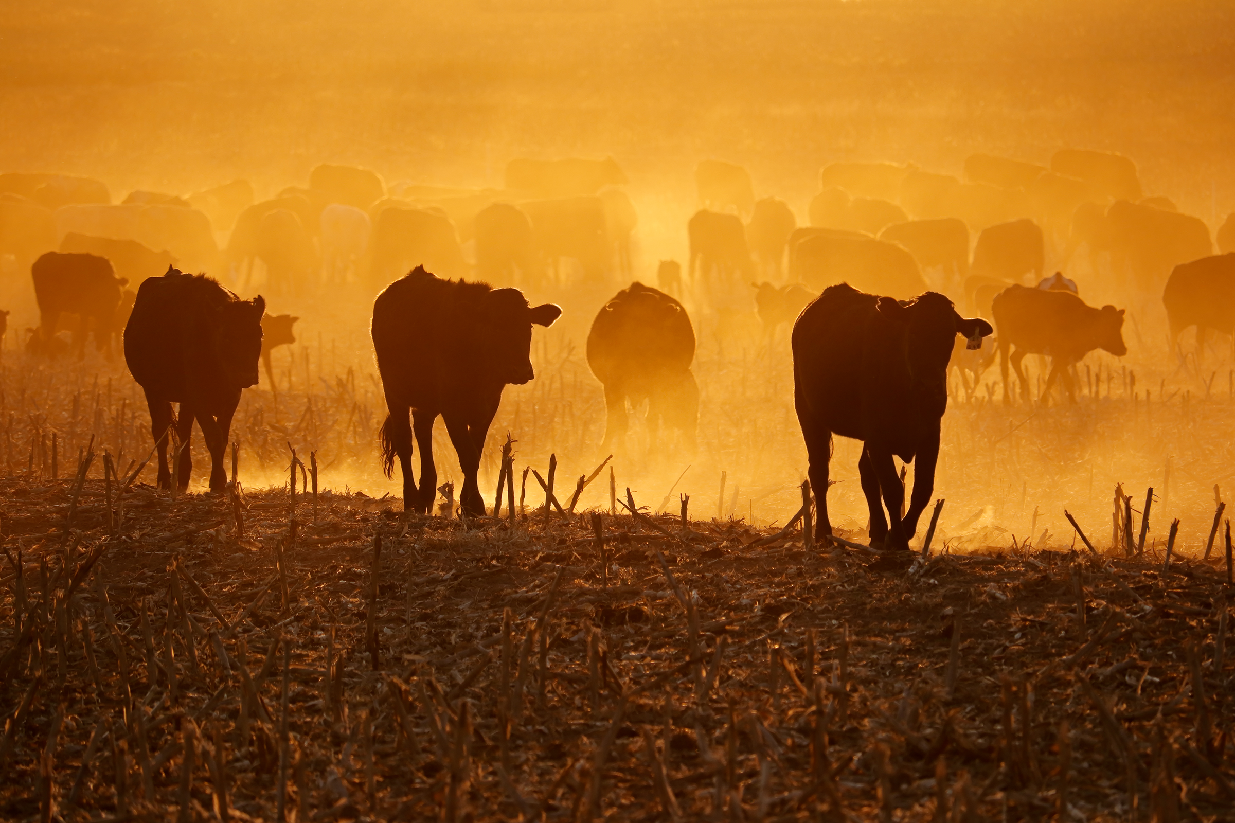 Australian cattle roaming through a paddock