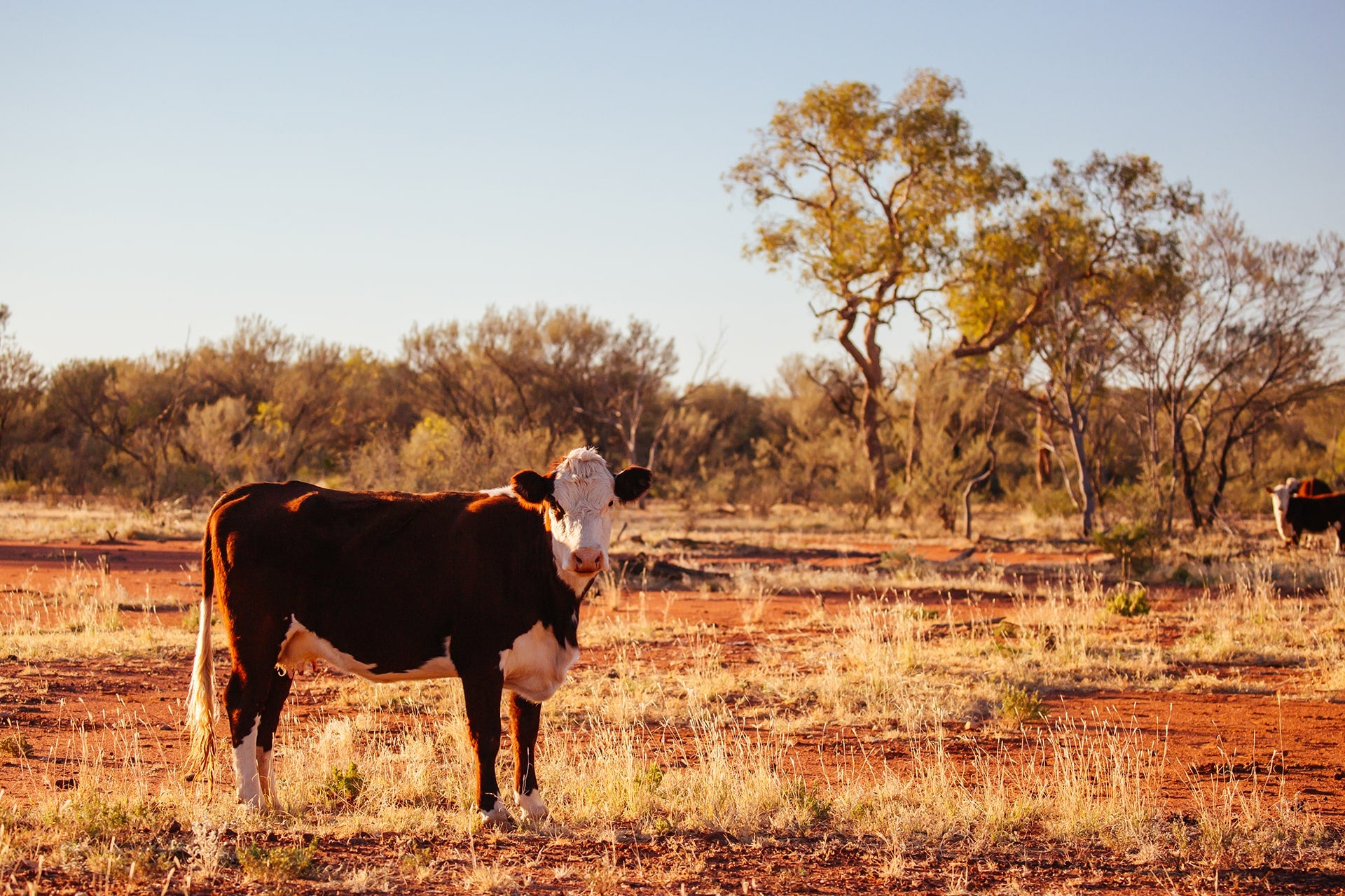 Sustainability in Beef Production: Is Australian Beef the Answer?