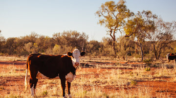 Sustainability in Beef Production: Is Australian Beef the Answer?